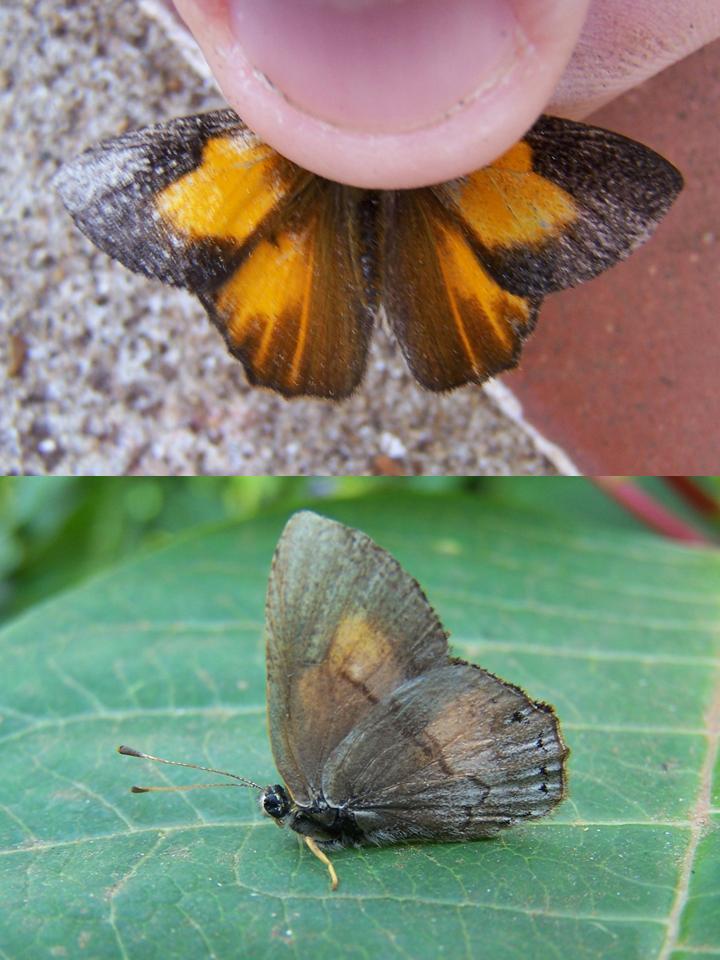 FIGURE 2 FIGURE 2
